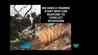 Saving the Siberians: Wildlife Conservation Society Tiger Program Presentation