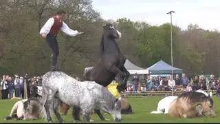 Ben Atkinson at Duncombe Park 8 loose horses moving in different directions at the same time Amazing