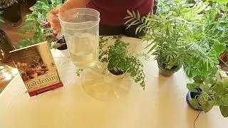 Water your Houseplants with Rainwater