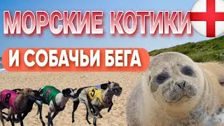Англия ШОКИРУЕТ! Плаваем с ТЮЛЕНЯМИ в море. Ставки на собачьих бегах