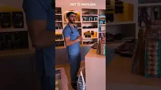 Pre-boarding checkup with our dedicated medical team at Pet Pavilion Veterinary Clinic Abu Dhabi