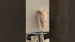 Ningu&eacute;m para esse hamster. Ele est&aacute; focado em fugir.    #roedores #hamster #hamsters #animais #pets