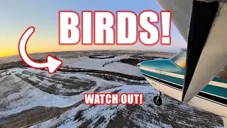 Pilot Shares EXPERT Tips For Flying In Winter - Birds on Descent!