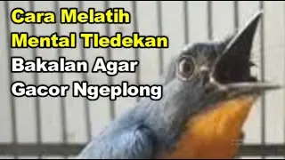 Cara Melatih Mental Tledekan Bakalan Agar Gacor Ngeplong