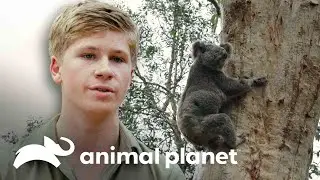 Comovente libera&ccedil;&atilde;o de coala na natureza | A Fam&iacute;lia Irwin: Robert ao resgate | Animal Planet Brasil