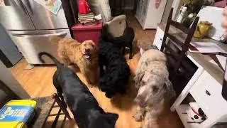 Saturday Morning Pup Cups @ Amanda&rsquo;s House this Morning - Tiny Home People&hellip;.Definitely Dog LOVERS 🐶🤎