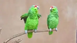 Batuni tota