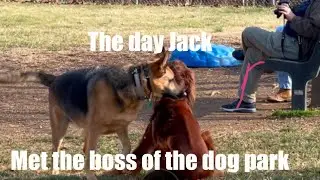 Властные собаки, крошечные друзья и драма за забором 🐕 | Джек бросает вызов иерархии в собачьем п...