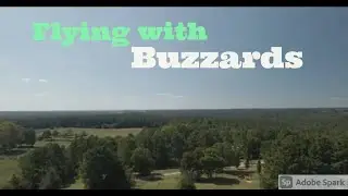 Drone flight with flock of birds. For recreational use only