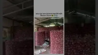 कांदा बागायतदार #farmer #status #onion #farming #farminglife #organicfarming #viralvideo #viralshort