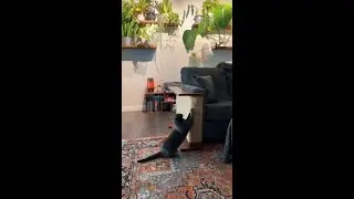 Furniture Designed For You and Your Cat