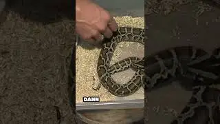 Richtiger Umgang mit einer aggressiven Schlange  | Reptil TV