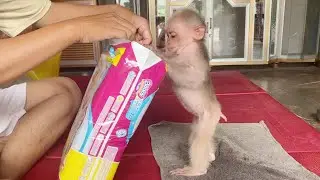 Baby monkey SinSin explores his new diaper bag after a bath