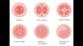 EMBRYOLOGY: LECTURE: TWO