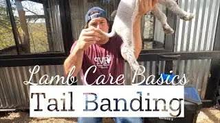 How to Band a Sheep’s Tail // Lamb Tail Docking