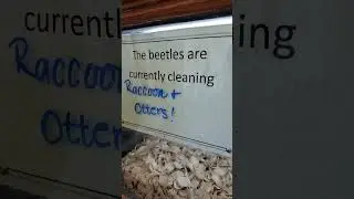 Backyard bug hunt - skull cleaning with dermestid beetles