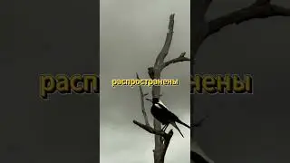 Сороки - пернатые вундеркинды #facts #шортс