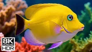 🐠 8K Ultra HD | Beneath the Ocean Aquarium – Exploring the World Below