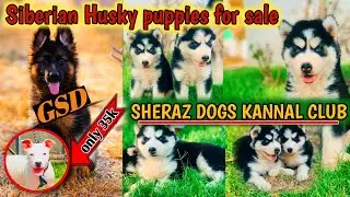 Visiting Sharaz dog kannal club...all home pets + security breed available in my @Usamapetszone