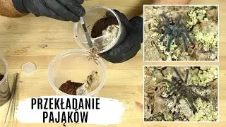 Jak przekładać ptaszniki? Nowe pudełka dla Aviculariinae | arent.pl