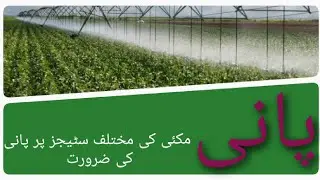 how to manage water on tesseling stage of corn crop|makai ki tesling crossing stage pani ki zarorat