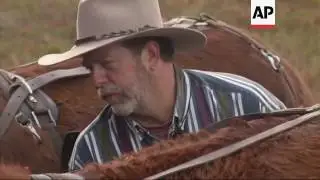 Cattle Drive Highlights Florida's Cowboy History