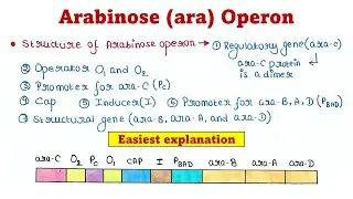 Арабинозный оперон (Ara-оперон) | Механизм