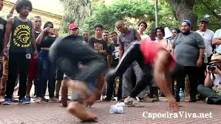 apanha laranja no chão tico tico