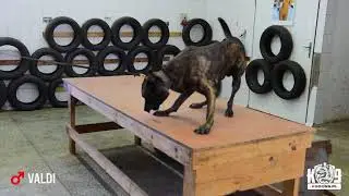VALDI - K9 Prosper - Dual Purpose