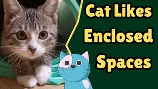 Why Do Cats Try To Fit In Small Spaces?