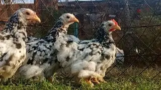 Top Fancy Chickens Chicks | Brahma | Wyandotte chicken | Heavy buff | Madgascar Aseel |  