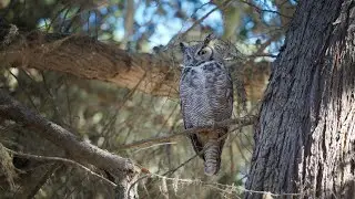 Great horned owl dozing off on a branch