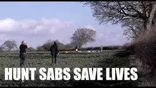 Hunt sabs save lives