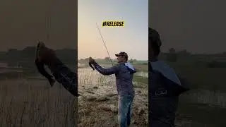 Release Small Snakehead 🎣🥰#zakkfishing #fishing #murrel #shorts