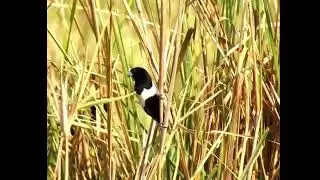 Tri colored Munia