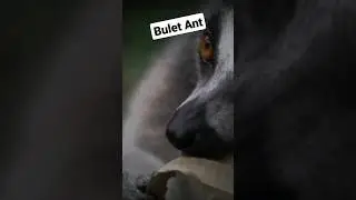दुनिया के सबसे जहरीले चींटी- Bulet Ant #fact #facts #amazing #shortvideo #shorts shor