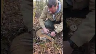 Спасение тигрёнка🐯 #ai #tiger