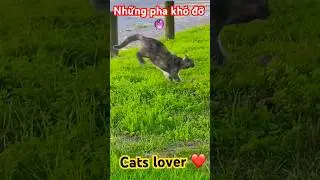 &ldquo;Ai nu&ocirc;i boss mới hiểu &rdquo;#pets #thucung #shots #viral #funny ​⁠#m&egrave;o #cat #chat @KieuHuongDuong-fs2hw
