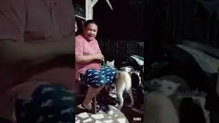 Part 1 SILENT HEAT ( SIBERIAN HUSKY)
