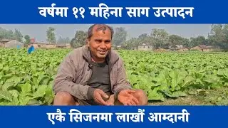 ११ महिना साग उत्पादन | वर्षमा लाखौं आम्दानी | Ramu Oli