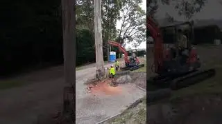 Cutting a massive tree to the ground. Australian gum tree.