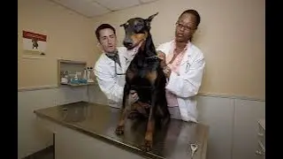 Save $$$$$$ on Vet, breeder, or trainer. Part 1 of 2