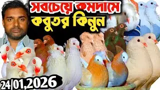 সবচেয়ে,কমদামে,কবুতর,আজ,শোকিং,রেসার,ডেনিশ,বোম্বাই, সাটিন,গিরিবাজ,কমদামে,দামি,কবুতর,কিনুন,আজ