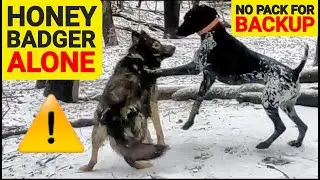 Honey Badger Alone without Her Pack to Back Her Up - What Happens?