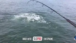 Super slow Mo of a tarpon jumping