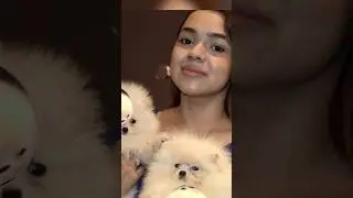 Cute Toy Pom Dog Farm India ❤️#pomeranian #toypom #shorts #viralvideo #trendingnow #dogfarm