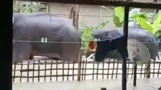 Elephant spotted in Majuli Island during flood