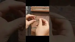 how to install plant training wire kit / climbing rose wire support with turn #climbingrose #garden