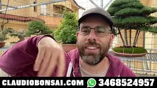 QUALI RAMI DEL BONSAI FARE SALTARE, impostazione primaria
