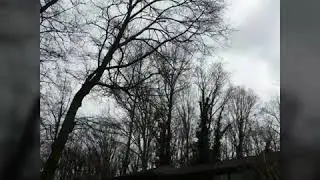Tree Service Athens, GA